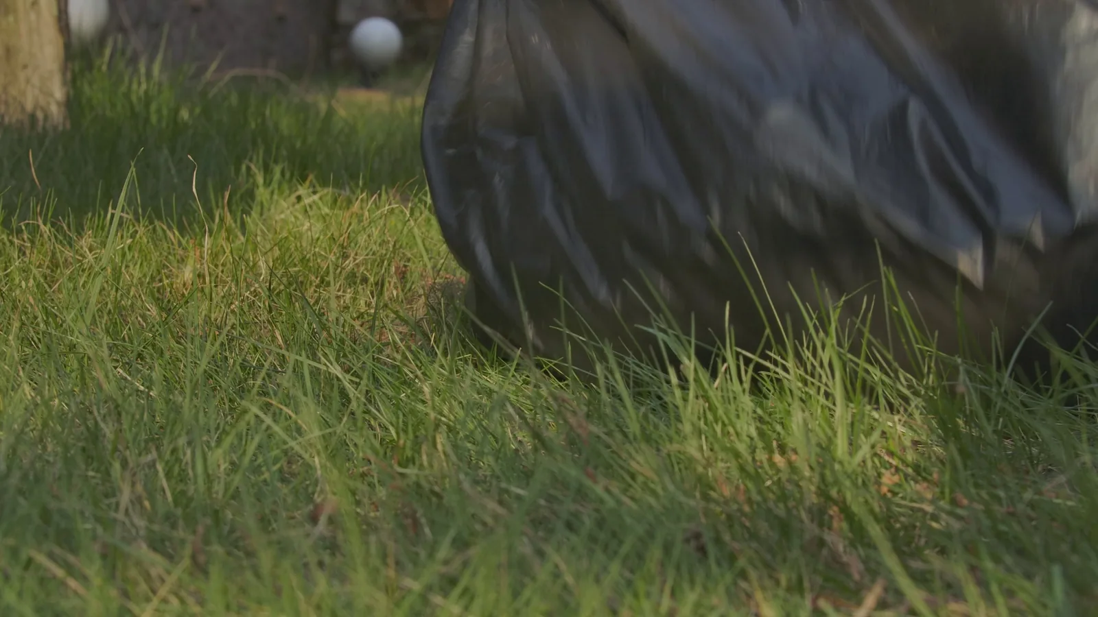 A Lawn Care Routine For A Dry Spell Checklist For First Time Readers cover image
