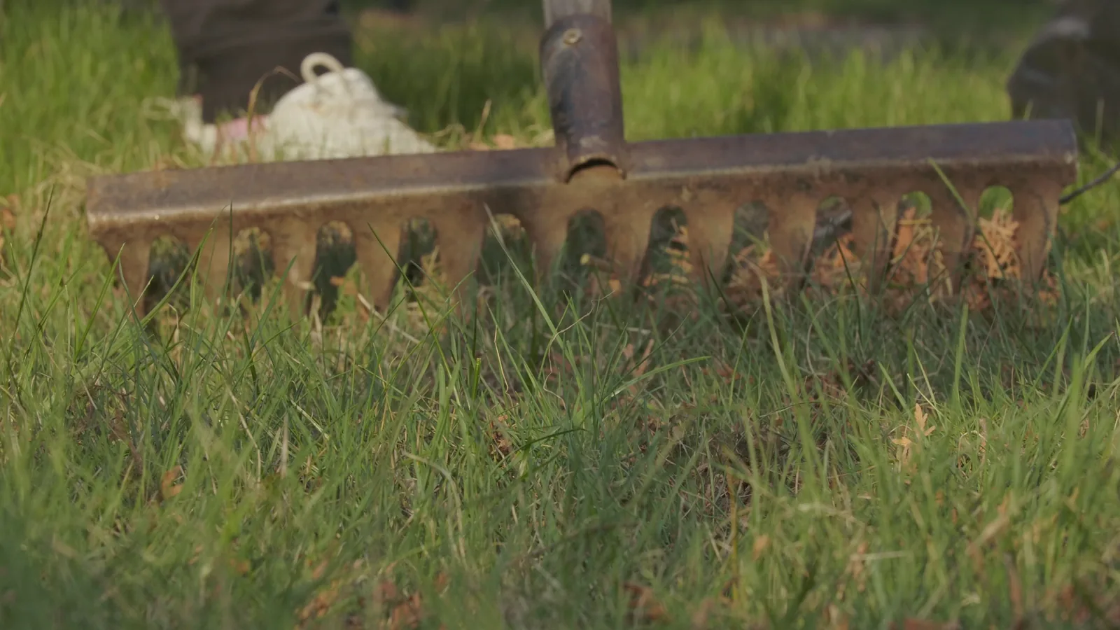 How To Choose A Lawn Care Routine For A Dry Spell cover image